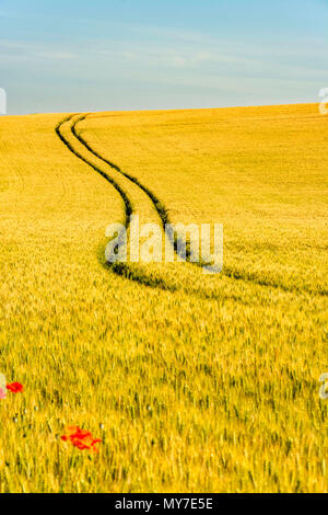 Reifenspuren in der Mitte eines Feldes von Mais, Puy-de-Dome Abteilung, Auvergne Rhône-Alpes, Frankreich Stockfoto