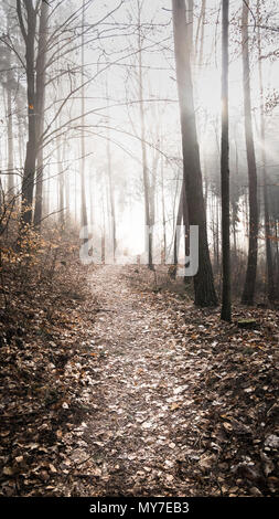 Ein Wanderweg führt durch eine verzauberte, nebligen Wald in das helle Licht der Sonne. (Deutschland) Stockfoto