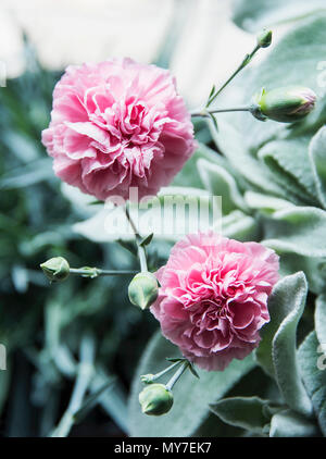 Rosa Nelken, Nahaufnahme Stockfoto