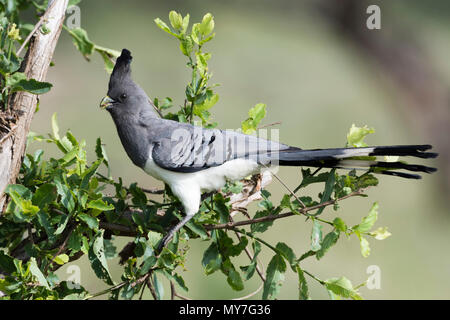 White-bellied go-away-bird (Corythaixoides leucogaster), Tsavo, Küste, Kenia Stockfoto