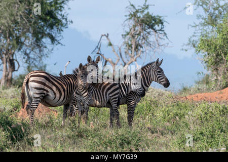 Ebenen Zebras (Equus quagga), Tsavo, Küste, Kenia Stockfoto