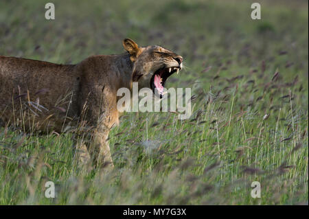 Junger Löwe (Panthera leo) Gähnen, Tsavo, Küste, Kenia Stockfoto