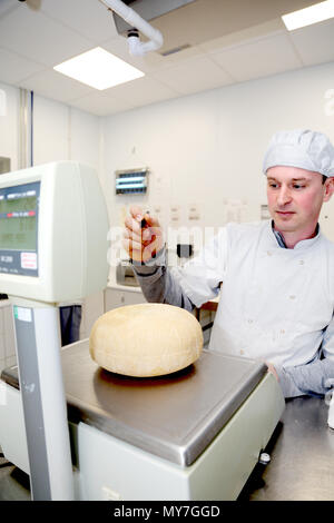 Käser wiegen Räder von Hartkäse Stockfoto