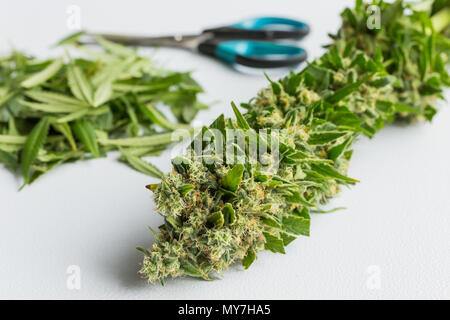 In der Nähe von frisch geernteten medizinisches Marihuana, Cannabis mit seiner Blätter abgeschnitten aus Stockfoto