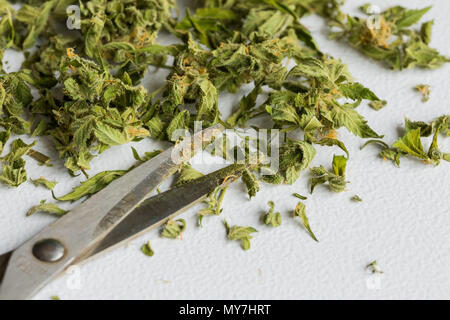 Close-up abgeschnitten Cannabis Marihuana Blätter und die Schere auf den Tisch während der Ernte auf weißem Hintergrund Stockfoto