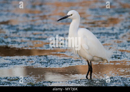 Seidenreiher (Egretta garzetta) steht im flachen Wasser Parc natural de s'Albufera, Naturpark s'Albufera, Mallorca Stockfoto