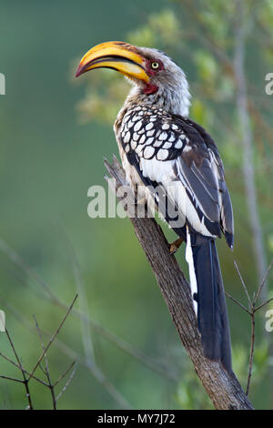 Southern Yellow-billed Hornbill (Tockus leucomelas), sitzt auf einem Ast, Pilanesberg Nationalpark, Pilanesberg Game Reserve Stockfoto