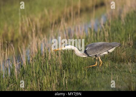 Graureiher (Ardea cinerea), Jagd am Ufer eines Baches, Hessen, Deutschland Stockfoto