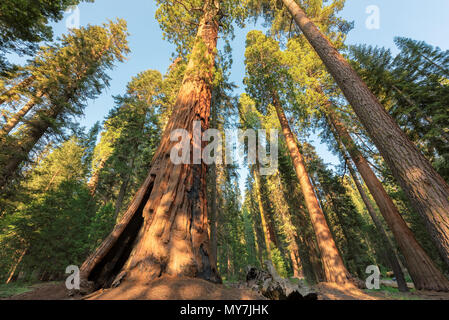 Gigantischen Sequoia Bäumen Stockfoto