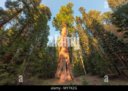 Gigantischen Sequoia Bäumen Stockfoto