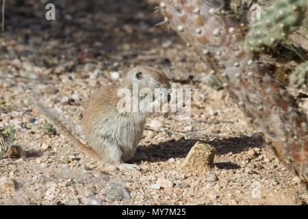 Eine Runde-tailed Erdhörnchen in einem betenden Haltung in der Sonora Wüste in Arizona, USA. Stockfoto