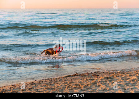 Hund läuft am Strand, Hund spielen am Strand, großen dunklen Hund an der Küste Stockfoto