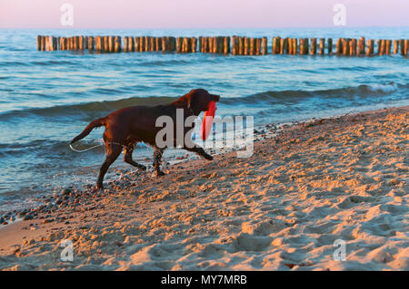 Hund läuft am Strand, Hund spielen am Strand, großen dunklen Hund an der Küste Stockfoto