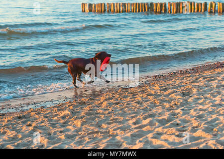 Hund läuft am Strand, Hund spielen am Strand, großen dunklen Hund an der Küste Stockfoto