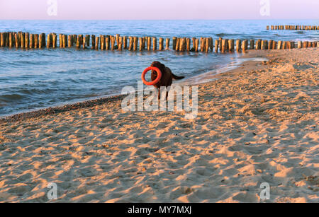 Hund läuft am Strand, Hund spielen am Strand, großen dunklen Hund an der Küste Stockfoto