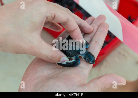 Nahaufnahme eines kleinen niedlichen Grüne Meeresschildkröte (Chelonia mydas) Hatchling" in der einen Hand, wollen ins Meer auf Redang Island freigegeben zu werden. Stockfoto