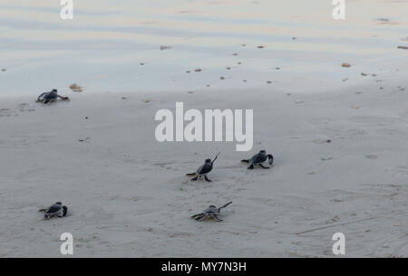 Fünf kleine liebenswerte Grüne Meeresschildkröte (Chelonia mydas) schlüpflinge Kriechen ins Meer nach von Touristen auf Redang Island freigegeben werden. Stockfoto