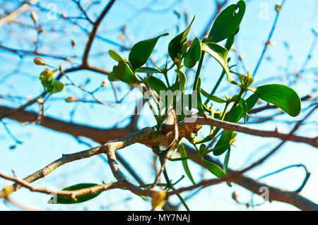 Die Parasitären Pflanze auf einem Ast, Bush ist die Mistel, einer Anlage Parasit Mistel auf einem Baum Stockfoto