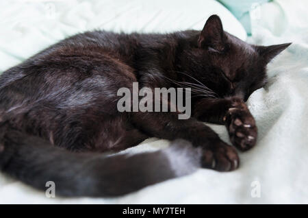 Alte rescue cat Schlafen in Komfort. Stockfoto