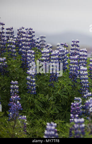 Nahaufnahme eines Lupine Blüte Feld auf Island im Sommer Stockfoto