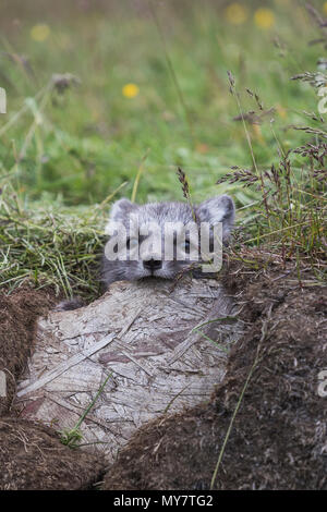 Nahaufnahme eines jungen verspielten Arctic fox Cub im Sommer auf Island Stockfoto