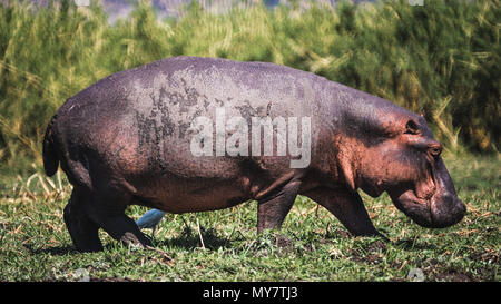 Ein Hippo wandern im Gras entlang eines Flusses, auf der Suche nach Essen. Stockfoto