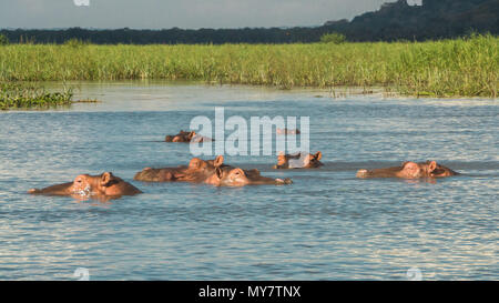 Flusspferde in der Shire River. Stockfoto