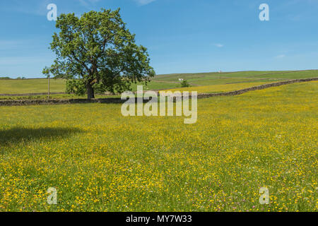 Obere Teesdale Landschaft, blühende Heuwiesen, Trockenmauern und weiß getünchte Scheunen an Bowlees, North Pennines AONB, Großbritannien Stockfoto