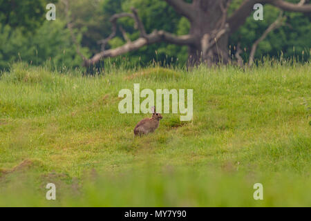 Europäische Kaninchen (Oryctolagus cuniculus) neben dem Graben in einem Feld Stockfoto