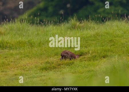 Europäische Kaninchen (Oryctolagus cuniculus) verschwindet in seiner Höhle in einem Feld Stockfoto