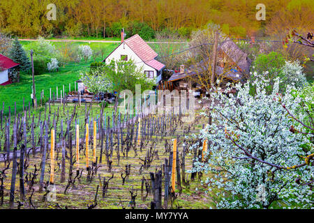 Felder der eigenen Weinberge, farmhause, Garten mit blühenden Kirschbäume im Frühling Landschaft der ungarischen Land. Heviz, Ungarn Stockfoto