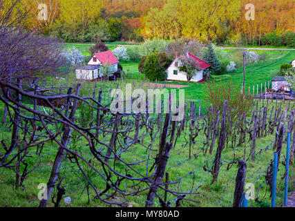 Felder der eigenen Weinberge, farmhause, Garten mit blühenden Kirschbäume im Frühling Landschaft der ungarischen Land. Heviz, Ungarn Stockfoto