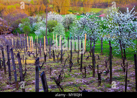 Felder der eigenen Weinberge, farmhause, Garten mit blühenden Kirschbäume im Frühling Landschaft der ungarischen Land. Heviz, Ungarn Stockfoto