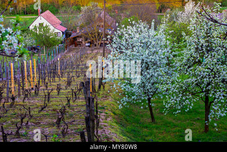 Felder der eigenen Weinberge, farmhause, Garten mit blühenden Kirschbäume im Frühling Landschaft der ungarischen Land. Heviz, Ungarn Stockfoto