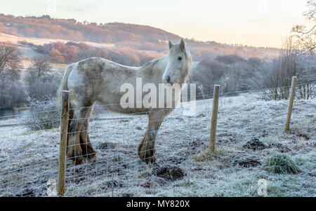 Ein weißes Pferd sieht über einen Zaun an einem frostigen Morgen. Stockfoto