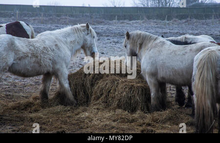 Pferde Heu fressen im Winter. Stockfoto