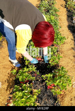 Tag Sommer auf dem Grundstück. Frau interessieren für Erdbeeren. Stockfoto