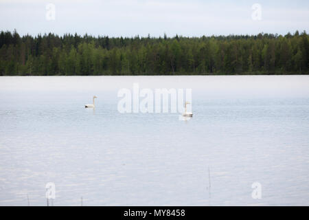 Singschwan Schwimmen auf dem See Stockfoto