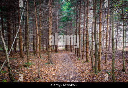 Panoramabild der Herbst Wald Wald in Slowenien Fichte. Alte verfallende Wald und Schmutz Fußweg. Land Weg vorwärts durch Fores Stockfoto