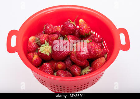 Frische reife Erdbeeren in einem rotem Kunststoff Sieb gewaschen Stockfoto