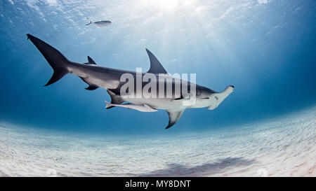 Unterwasseransicht von großer Hammerhai, Alice Town, Bimini, Bahamas Stockfoto