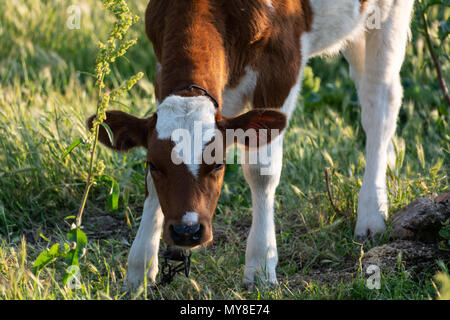 Kalb auf der Weide in den Strahlen der untergehenden Sonne Stockfoto