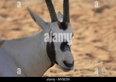 Arabische Oryx, Dubai Desert Nature Reserve Stockfoto