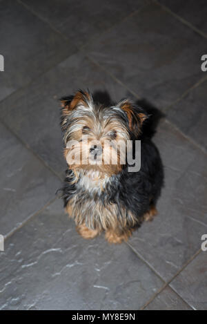 Junge grau Mini yorkie Terrier sitzen auf einem schieferboden Stockfoto