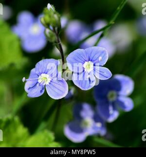 Eine Nahaufnahme eines Speedwell Blume Stockfoto
