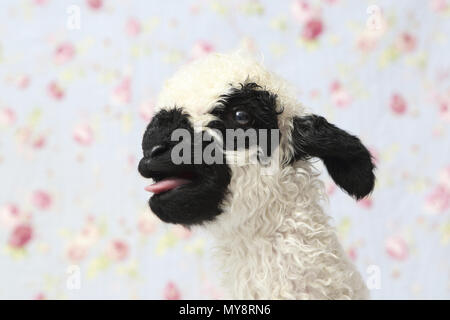 Wallis Blacknose Schafe. Porträt eines Lammes (10 Tage alt), Blöken. Studio Bild vor einem blauen Hintergrund mit Rose Blume drucken. Deutschland Stockfoto