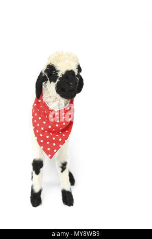 Wallis Blacknose Schafe. Lamm (6 Tage alt) stehen, das Tragen der roten Schal mit Polka Dots. Studio Bild vor einem weißen Hintergrund. Deutschland Stockfoto