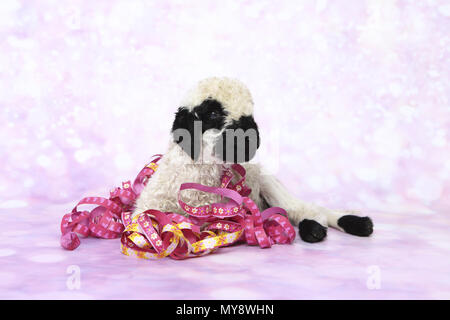 Wallis Blacknose Schafe. Lamm (6 Tage alt) Lügen, verstrickt in Papier Streamer. Studio Bild vor einem rosa Hintergrund. Deutschland Stockfoto