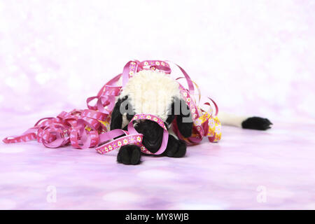 Wallis Blacknose Schafe. Lamm (6 Tage alt) Lügen, verstrickt in Papier Streamer. Studio Bild vor einem rosa Hintergrund. Deutschland Stockfoto