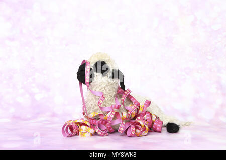 Wallis Blacknose Schafe. Lamm (6 Tage alt) liegen, Spielen mit Papier Streamer. Studio Bild vor einem rosa Hintergrund. Deutschland Stockfoto